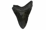 Bargain, Fossil Megalodon Tooth - Georgia #151559-2